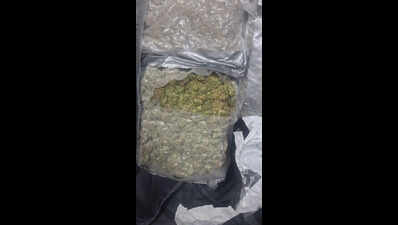 Indore duo posing as couple held at Varanasi airport with hydroponic weed worth Rs 6.93 crore