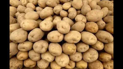 ICAR-CPRI approves tissue culture multiplication of ‘Kufri Bahar’ potato variety