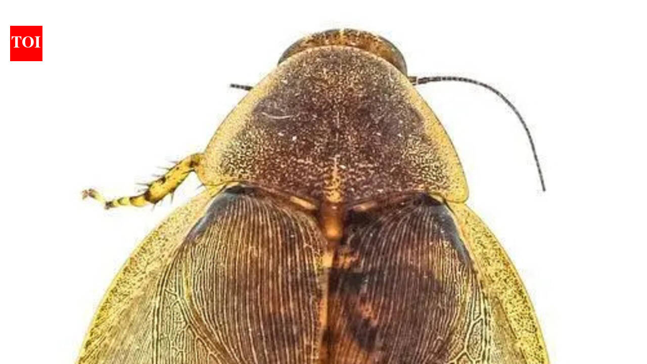 ZSI unveils India’s first large-scale DNA barcode library for cockroaches