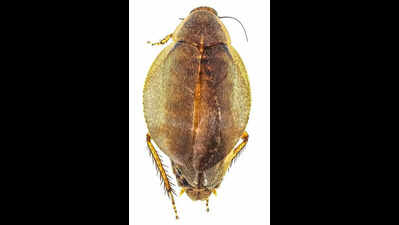 ZSI unveils India’s first large-scale DNA barcode library for cockroaches