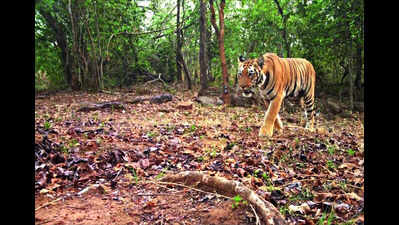 A mystery tigress gives hope to a dying big cat homeland in Chhattisgarh