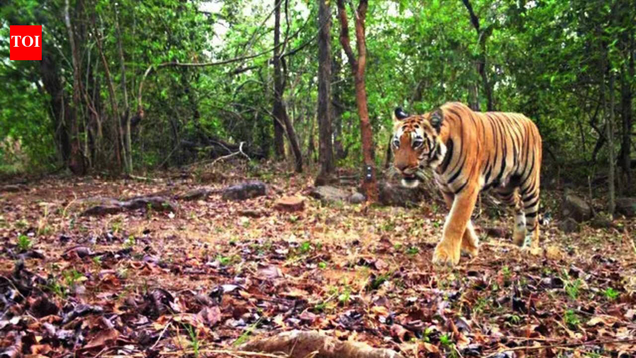 A mystery tigress gives hope to a dying big cat homeland in Chhattisgarh