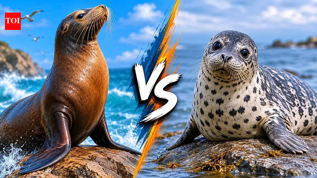 Seal vs Sea Lion: Why these similar-looking animals behave so differently