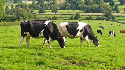  How cows secretly use Earth’s magnetic field while grazing