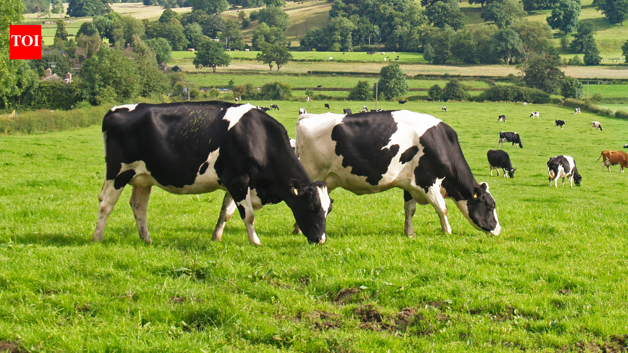 The cow compass: How cows secretly use Earth’s magnetic field while grazing