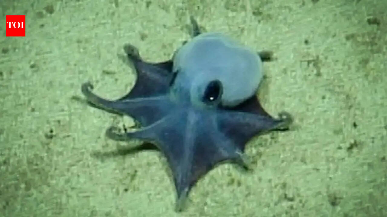 Tiny golf-ball-sized octopus discovered in the Pacific Ocean near the Galapagos stuns researchers