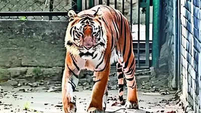 ‘Most wanted’ poacher linked to 24 tiger kills arrested in MP