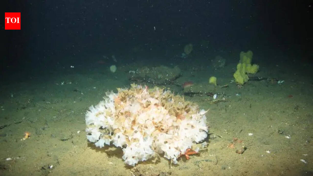 Hidden in plain sight: The giant deep-sea discovery that caught California scientists by surprise