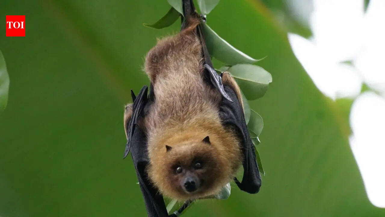 12 animals with the best hearing abilities in the world: From bats to snakes