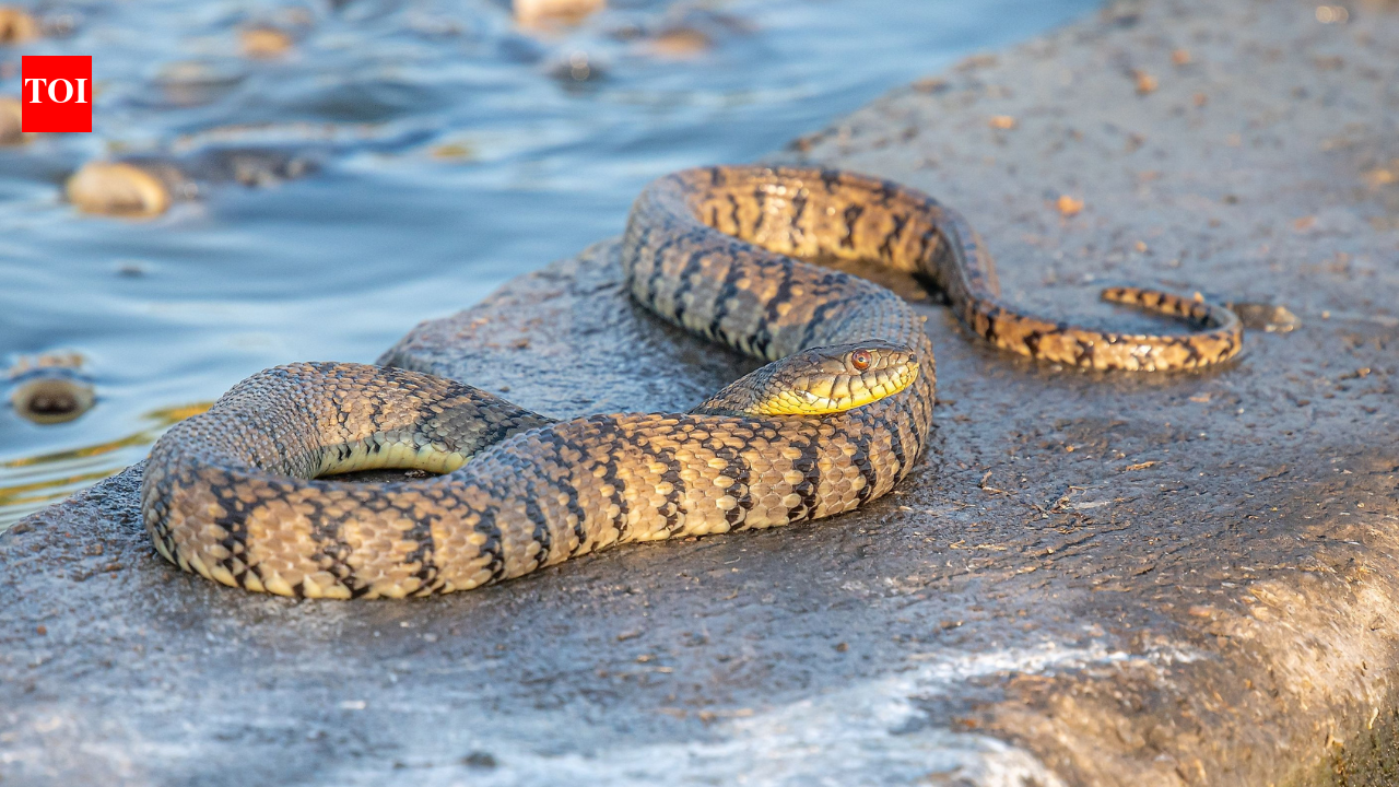 5 snake-filled Mississippi waterways where more than 50 species thrive