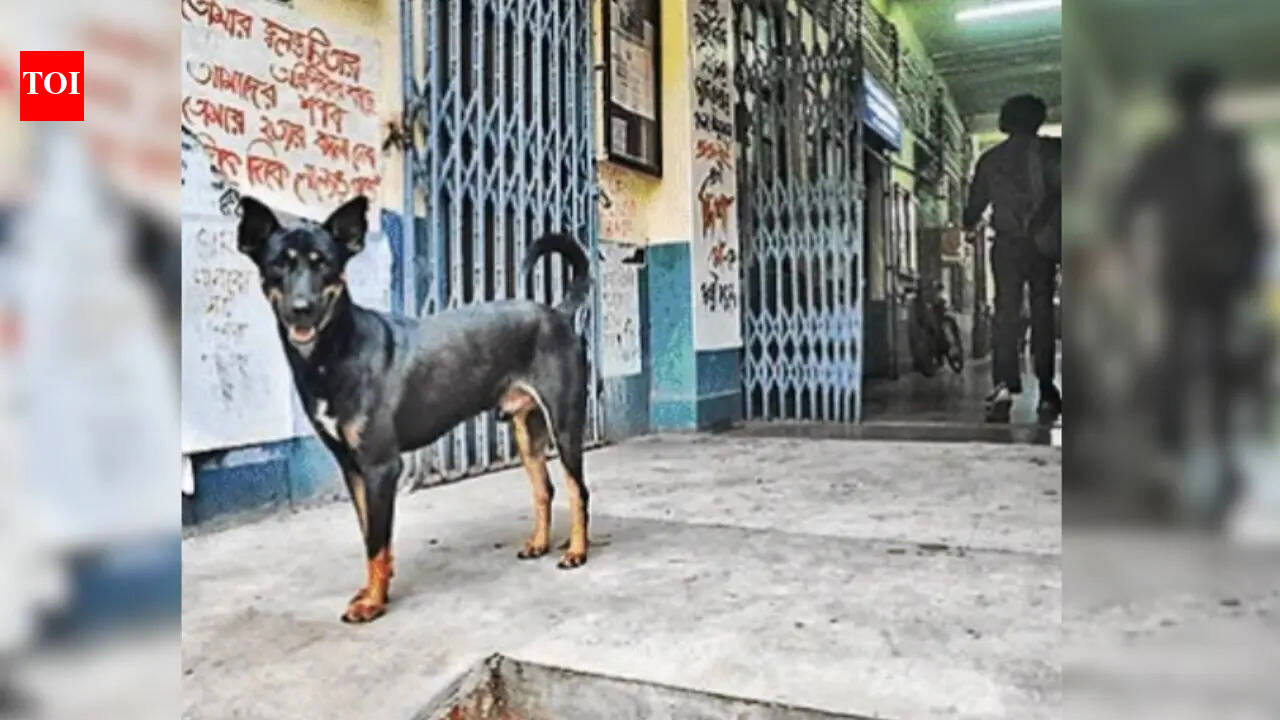 Not outsiders, JU campus dogs to get collars, shelter homes