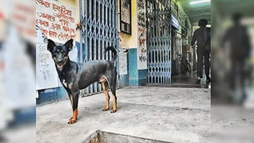 Not outsiders, JU campus dogs to get collars, shelter homes