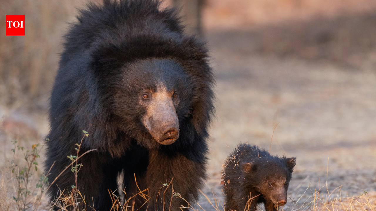 What’s it like to visit India’s first and only sanctuary dedicated to bears? Things tourists can and cannot do at Daroji Sloth Bear Sanctuary