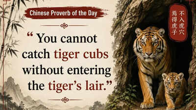 Chinese proverb of the day: “You cannot catch tiger cubs without…”