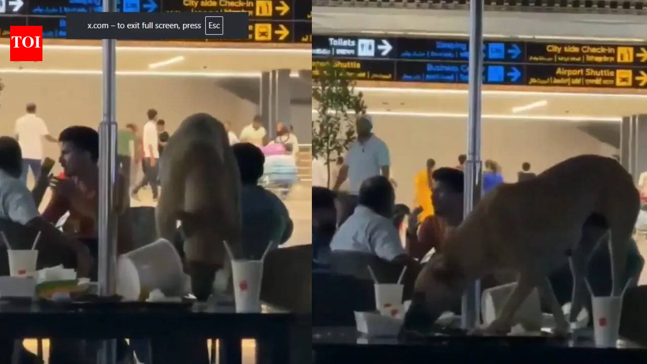 Stray dog spotted inside Hyderabad airport lounge, video goes viral; RGIA responds
