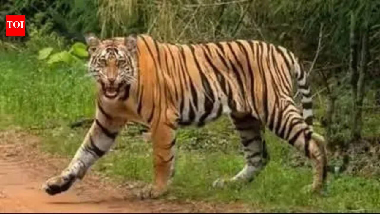 Rs 260cr action plan to prevent human-wildlife conflict