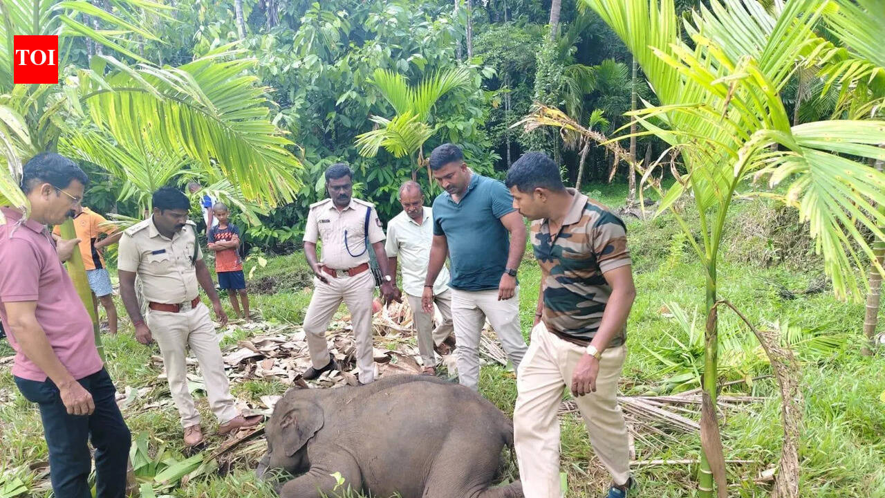 Elephant calf found dead on farmland in Sullia, tusker attack suspected