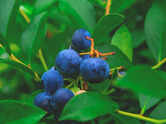After 188 years, rare wild blueberries rediscovered in Arunachal