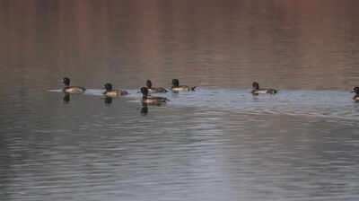 Nearly 100 ducks hacked to death by duo in Nellai
