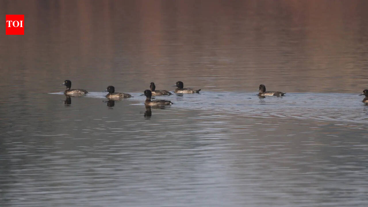 Nearly 100 ducks hacked to death by duo in Nellai