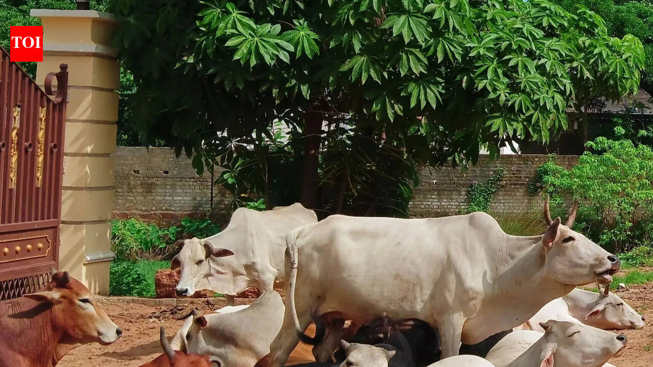 Muslim clerics, Jamiatul Quresh demand strict ban on cattle slaughter,