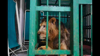 Mumbai lion found infected by sores & partial paralysed