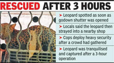 Leopard enters Amravati godown, locals in a tizzy