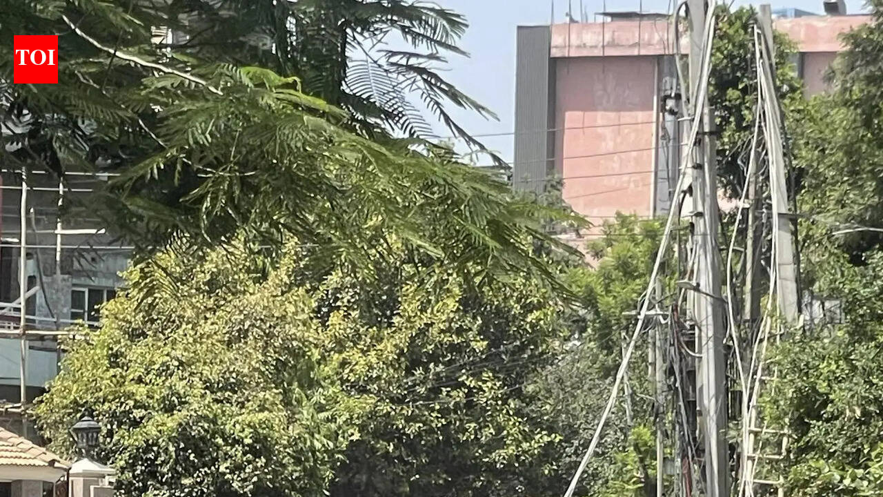 Drivers dodge downed power poles in Ludhiana's Gurdev Nagar after a tree falls.