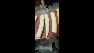 2Cr Ivory Seized By DRI Nagpur In Mysuru Raid