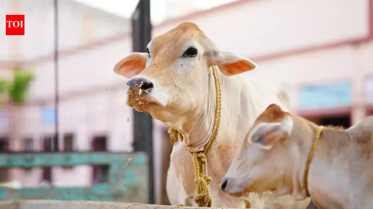 SC bins plea for urgent hearing to implement ban on cow slaughter
