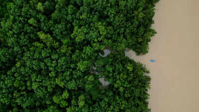 Brazil’s Amazon deforestation falls to six-year low, yet destruction persists