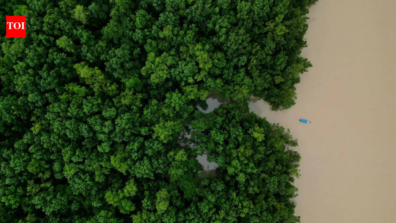Brazil’s Amazon deforestation falls to six-year low, yet destruction persists