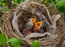 Why some birds add snake skin to their nests: The reason is brilliant