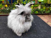 5 most beautiful rabbit breeds in the world you&rsquo;ll instantly fall in love with