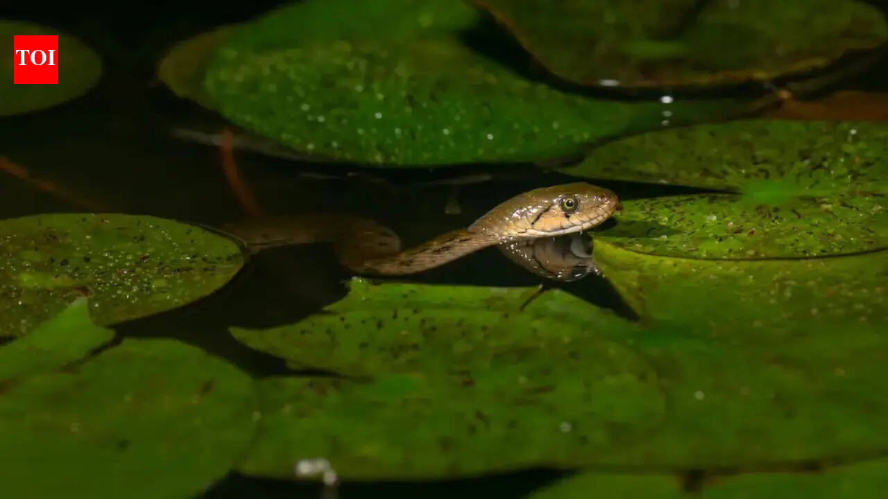 6 places on Earth where snakes simply do not exist, and the reason is surprising