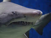 5 animals more dangerous to humans than sharks (and some will surprise you)
