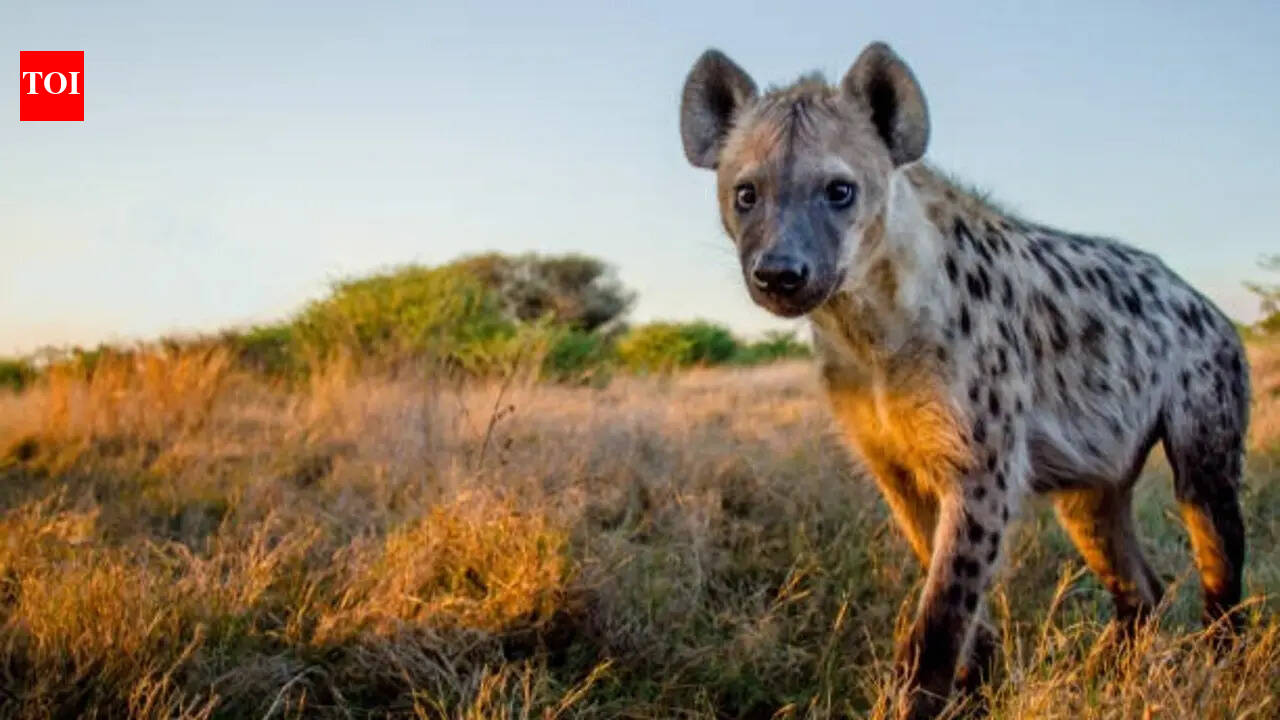 Did you know that hyenas are closer to cats than dogs?