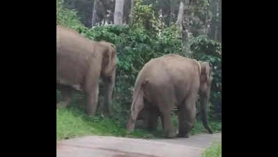 Elephant herd raids coffee plantations in Virajpet