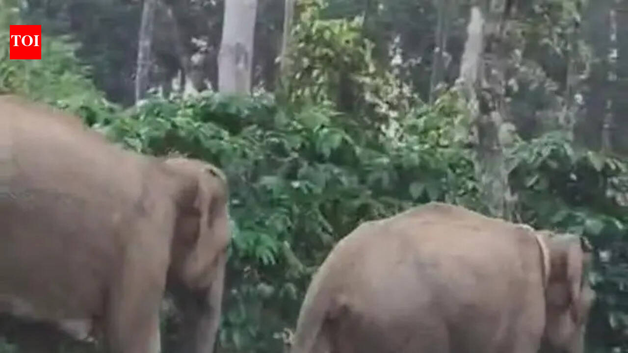 Elephant herd raids coffee plantations in Virajpet