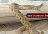 10 unique sea snakes and places they can be found on beach by travellers