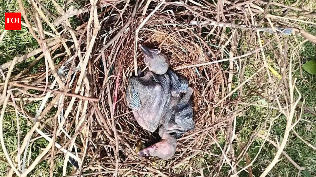 Birds found dead after storm damages nests along Ganga in Bhagalpur
