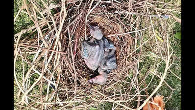 Birds found dead after storm damages nests along Ganga in Bhagalpur