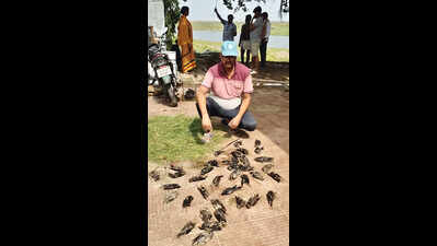 Birds found dead after storm damages nests along Ganga in Bhagalpur