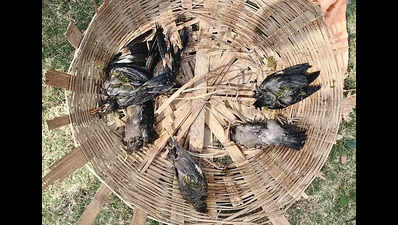 Birds found dead after storm damages nests along Ganga in Bhagalpur