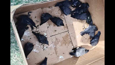 Birds found dead after storm damages nests along Ganga in Bhagalpur