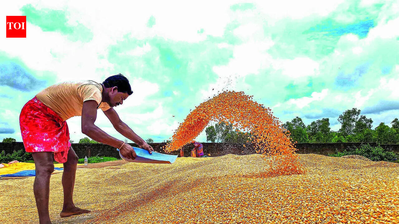 T credits ₹1,170 cr to maize farmers amid record procurement