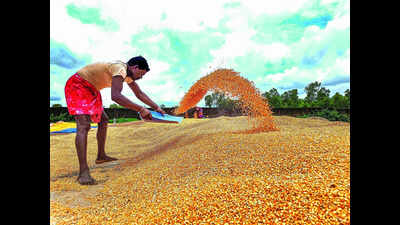 T credits ₹1,170 cr to maize farmers amid record procurement