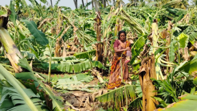 Strong wind destroys crops in parts of Krishnagiri district