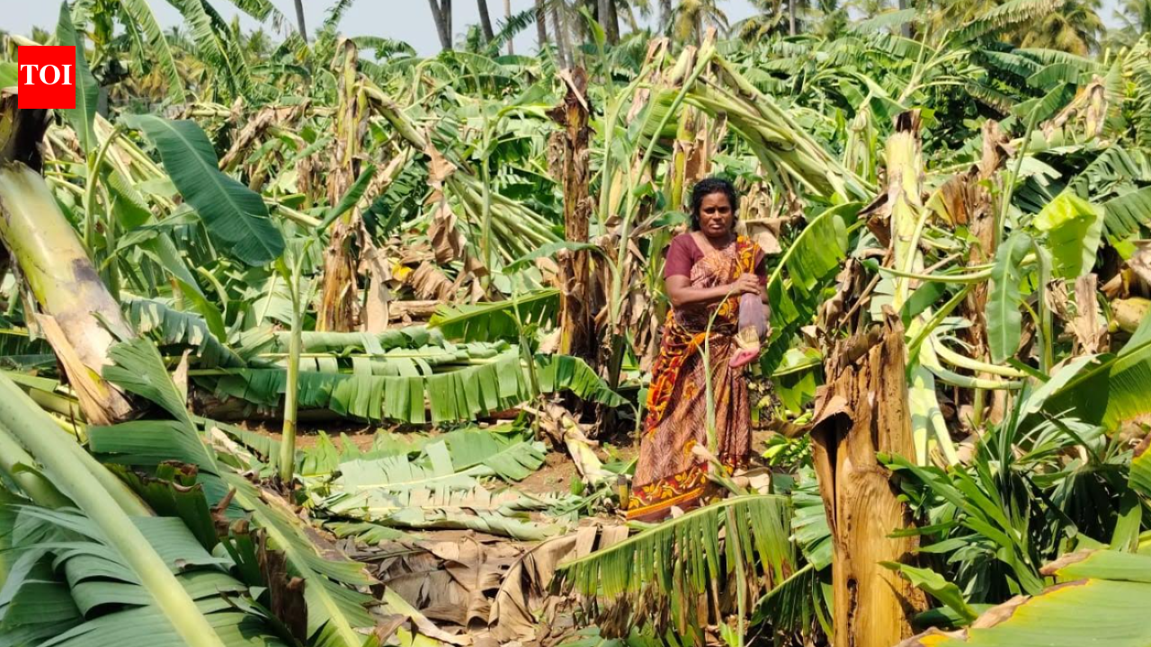 Strong wind destroys crops in parts of Krishnagiri district