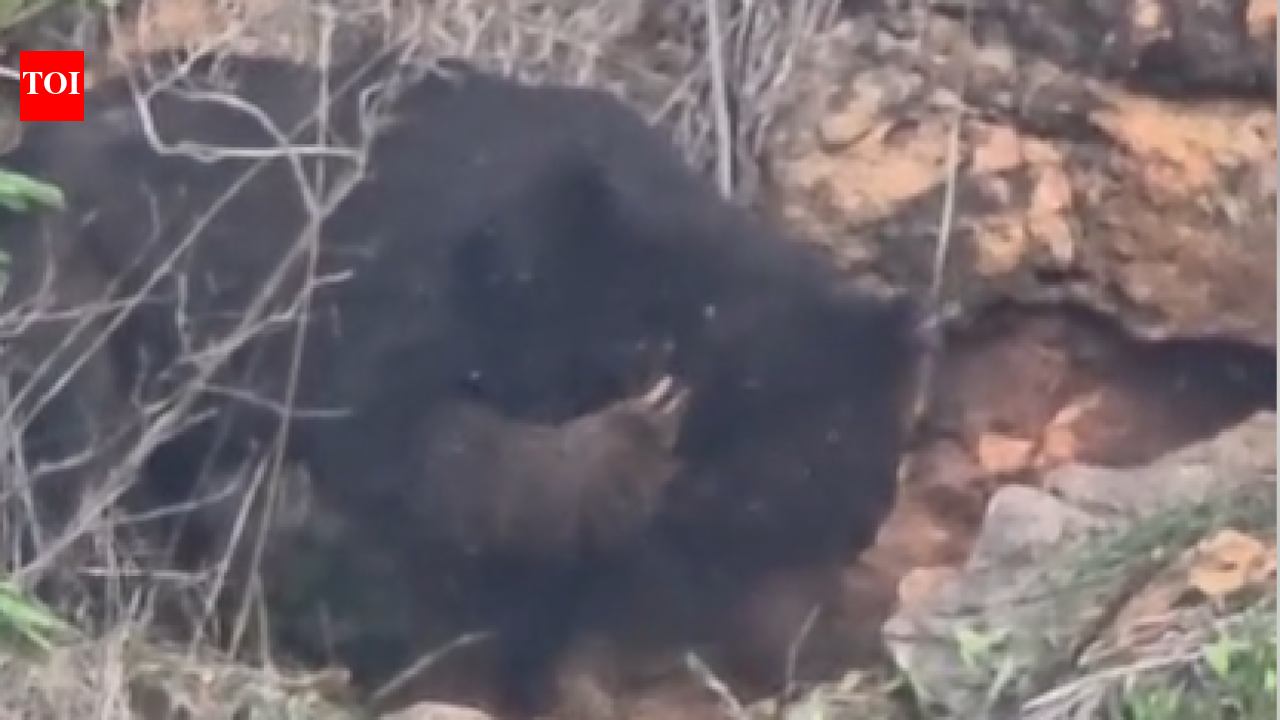 Sloth bear enters Marudhamalai temple premises, enjoy honey